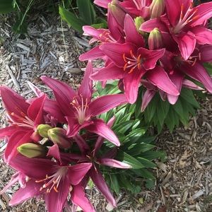 Meet your Posher, Francesca